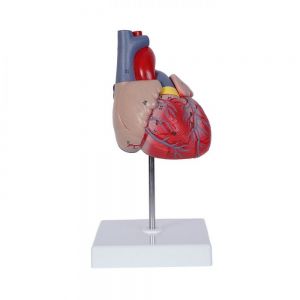 MODELO CARDIO personalizada